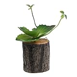 Baoblade Baoblaze 木製の人工的な多肉植物の切り株リビングルームの壁の装飾 - 3