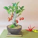 盆栽妙 姫りんごの盆栽 幅22cm×樹高20cm