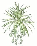 タカショー 【観葉植物・グリーンデコ和風】 オリヅルラン W35cm メンテが楽でリアルな人工植物 GN-33