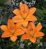 スカシユリ　フレミントン　２球入