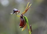 Caleana major flying duck orchid - flying duck orchid - 20 seeds