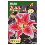 秋植え球根 ユリ スターゲーザー (239593)