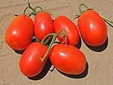 30 RIO GRANDE TOMATO SEEDS 2018（すべてのgmo家禽野菜の種！）