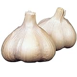 国華園　ニンニク種球　ニューホワイト六片　1kg【※発送が国華園からの場合のみ正規品です】