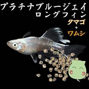 Amazon プレミアムメダカ プラチナブルージェイリアルロングフィン タマゴ30個 ワムシセット ノーブランド品 観賞魚 水中生物 通販