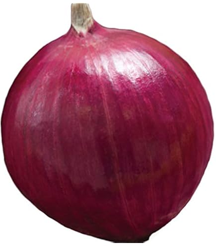 Amazon.co.jp: タマネギ苗 中生 【みつのぶ農園】 (500本) : DIY・工具