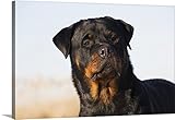 リン・ストーンプレミアムシックラップキャンバス壁アート印刷題名Portrait of Rottweiler Dog On冬ビーチ、Guilford、コネチカット 48" x 32" 2342610_2