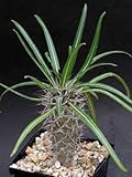【多肉植物／種子】Pachypodium★パキポディウム ミケア(Mikea) [並行輸入品]