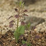 四国黒スズムシソウ