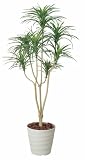 光触媒 人工観葉植物 光の楽園 ユッカ 1.6m 173A250
