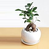 LAND PLANTS 観葉植物 幸福の樹 がじゅまる 白色丸型陶器に植えた ガジュマル フィカス・ミクロカルパ