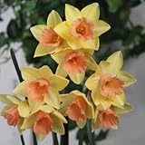 スイセン　ブラッシングレディ　３球入