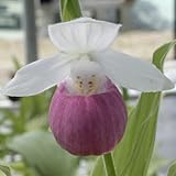 [ アツモリソウ ] レギナエ 花1芽株