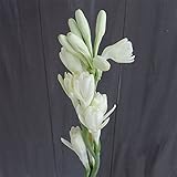 チューベローズ八重咲き3.5号ポット 2株セット[月下香・香りの球根植物] ノーブランド品