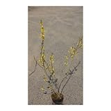 レンギョウ 4号ポット