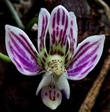 Kingidium minus - syn: Phalaenopsis finleyi - 100 seeds