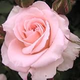 バラ苗 ブライダルピンク 国産新苗植え替え6号スリット鉢 フロリバンダ(FL) 四季咲き中輪 ピンク系