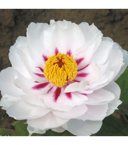 Amazon.co.jp: 牡丹 苗 苗木 墨潤絶倫 1株 / ぼたん ボタン 牡丹