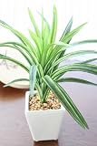 山久 （CT触媒加工）の ドラセナ ミニポット F3448 1102-3617【観葉植物】【造花】【シルクフラワー】