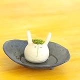 苔盆栽 モスモス モスウサギ（白・ベージュ系）・ 受け皿（黒・グレー系）セット