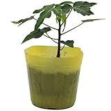 パパイヤ苗　サンライズ　ポット苗