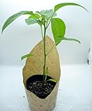 唐辛子「ハンガリアン・イエロー・ワックス」(Hungarian Yellow Wax)の苗－1個～ハンガリーで栽培されているマイルドな辛味の唐辛子です～