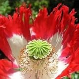 Papaver somniferum Danebrog - Poppy Danebrog - Danish flag - 100 seeds