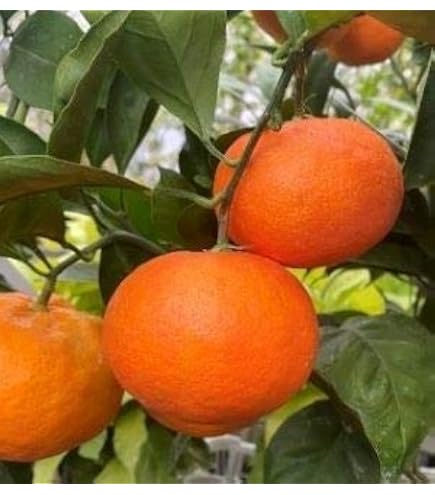 ま*ん様 大人気！小原紅早生みかん 3年生 大苗 楽天市場】みかん 苗木