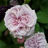 バラ苗 アベイドゥヴァルサント 7号スリット大苗 ドリュ フレンチローズ Dor 四季咲き ピンク 強香 薔薇 バラ苗木