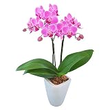 胡蝶蘭 ギフト 3号鉢 2本立 ／ラッピング＆メッセージ無料花のプレゼント 生花 鉢植え 開店祝いに 母の日 父の日 敬老の日 おじいちゃん おばあちゃん (ピンク03)