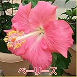 ハイビスカス ５号鉢植え【ベーリーズ】晩秋まで咲き続け毎年楽しめる