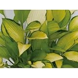 ギボウシ(擬宝珠)ホスタ・ゴールデンスタンダード(大株) 外斑入り 植木 多年草