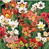 球根性宿根草 カラフルスパラキシス 7色セット ・関東甲信越地域以外は別途送料は発生します