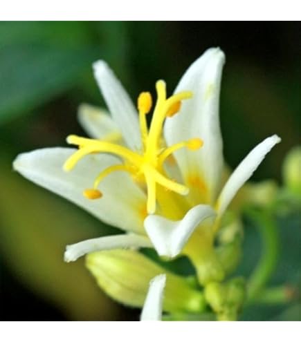 Amazon | [ 山野草苗 ] ホトトギス「妖精」 | 花