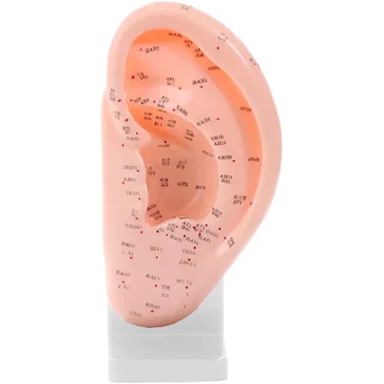 Amazon.co.jp: スタンド付き耳模型 幅120×高さ250×奥行65mm (2個セット