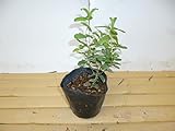 【30ポットセット】 ヒペリカム・カリシナム 10.5cmポット ひぺりかむ・かりしなむ 苗木 植木 苗 庭木 生け垣