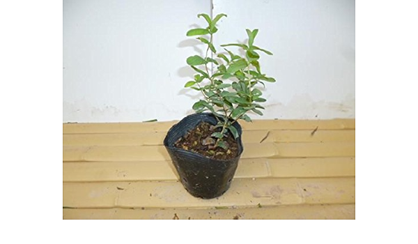 Amazon 苗 苗木 ヒペリカム カリシナム 10 5cmポット ひぺりかむ かりしなむ 苗木 植木 苗 庭木 生け垣 1本 1 植木