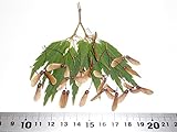 【モミジ・カエデの種】コシミノ（腰蓑） 種子20粒 Koshimino Japanese maple 20 seeds ～ 国内仕入れ品 ～