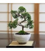 Amazon｜盆栽 六角堂柳【現品】（3018）｜観葉植物 オンライン通販