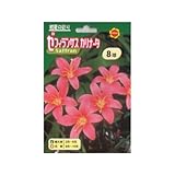 春植え球根 ゼフィランサス カリナータ (530157)