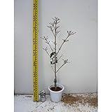 ヤマボウシ・ミルキーウェイ 樹高0.5m前後 18cm鉢 苗木 植木 苗 庭木 生け垣