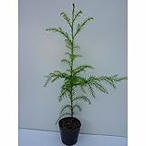 【50本セット】 スギ 樹高0.5m前後 10.5cmポット 杉 ノキ すぎ スギノキ 苗木 植木 苗 庭木 生け垣