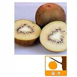 キウイ受粉セット：ゴールデンキングとマック [黄肉系キウイ　メス木・オス木の2本セット][苗木]