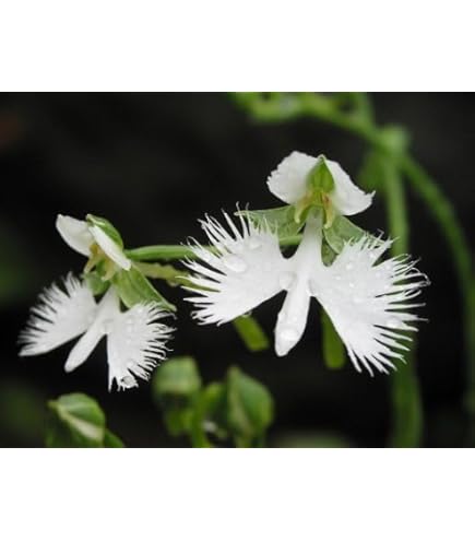 Amazon.co.jp: サギ草 【 青葉 】 球根 3株 野生ラン サギソウ 鉢植え