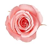 ＶERMEILLE プリザーブドフラワー アイネス (8輪入り) ピンクネクター RV0PR630-067