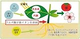 植物活性液 液体 フルボ酸 カナディアンフルボMHE （500ml） フルボ酸 フミン酸 【 花 野菜 育成 病害対策 】