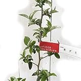 グミ 苗木 夏グミ 10.5cmポット苗 ぐみ 苗