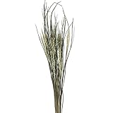 東京堂 ドライフラワー 古代稲(20本入り) FD001075