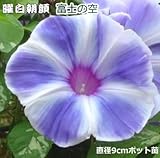 朝顔 苗 曜白朝顔 富士の空 9cmポット苗