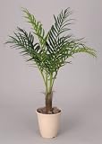 光触媒観葉植物 ｱﾚｶﾊﾟｰﾑ 197A180
